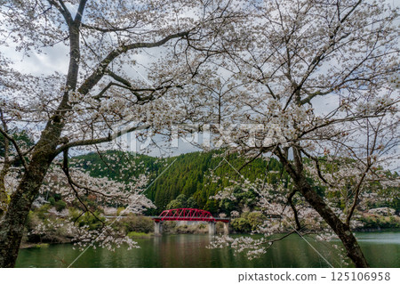 Senbonzakura (cherry blossoms) decorating the lake Senbonzakura (cherry blossoms) decorating the lake 125106958