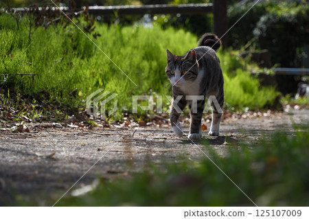 A stray Bengal cat walking in the park A stray Bengal cat walking in the park 125107009