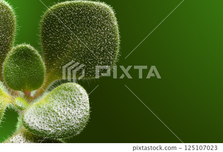 Close-Up of Fuzzy Green Plant Leaves on a Vibrant Background 125107023