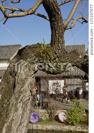 Kurashiki Bikan Historical Quarter: A day at the Spring Festival, Plum Blossom Season 125107077