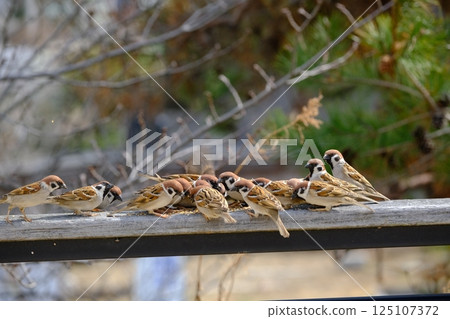 一群麻雀啄食食物 125107372