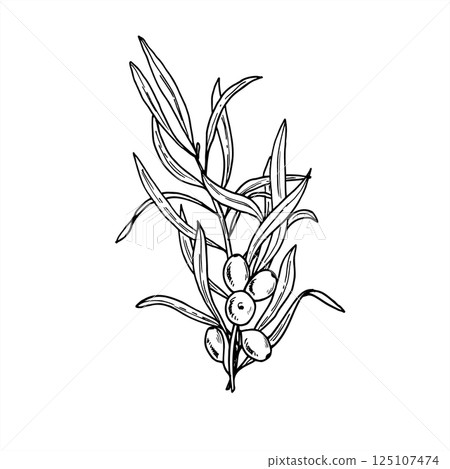 Wild sea buckthorn with berries and leaves hand drawn vector isolated illustration. Juicy autumn seaberry painted by black inks. For wellness branding, natural skincare packaging, herbal labels. Wild sea buckthorn with berries and leaves hand drawn vector isolated illustration. Juicy autumn seaberry painted by black inks. For wellness branding, natural skincare packaging, herbal labels. 125107474