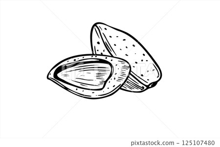Hand drawn two almond vector sketch in black and white color. Shelled and unpeeled nuts monochrome illustration. Organic healthy food ingredient for health focused branding, farm to table projects. 125107480