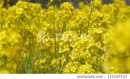 許多油菜花 125107523