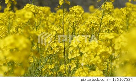 許多油菜花 125107524