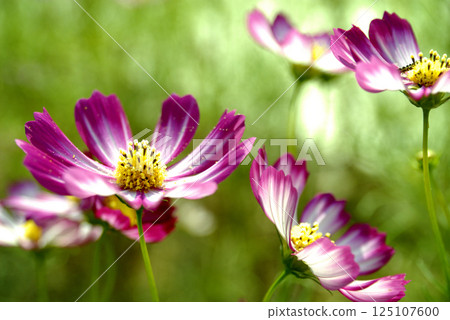 Autumn cherry blossoms 125107600