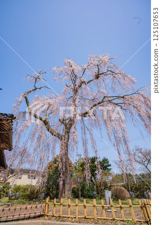 【石川縣河北市】喜多屋垂枝櫻花盛開 【石川縣河北市】喜多屋垂枝櫻花盛開 125107653