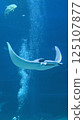 Manta ray swimming in an aquarium tank Manta ray swimming in an aquarium tank 125107877