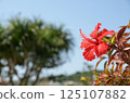 Blue sky and hibiscus Blue sky and hibiscus 125107882