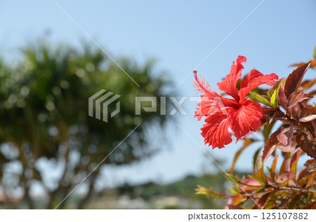 Blue sky and hibiscus Blue sky and hibiscus 125107882