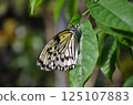 Butterfly that sticks to the leaves Butterfly that sticks to the leaves 125107883