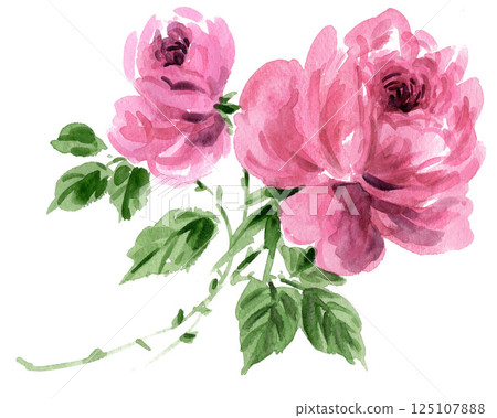 Pink rose painted in watercolor 25416pix7 125107888