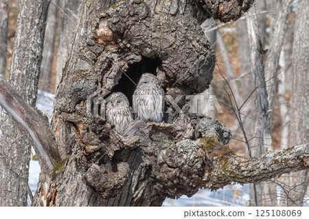 Ezo owl is closed 125108069