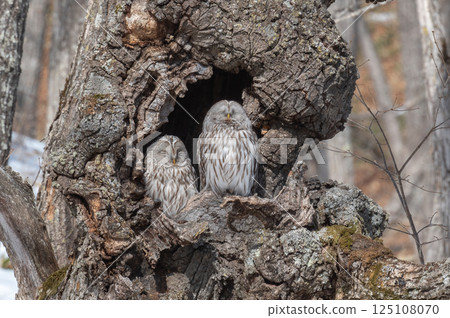 Ezo貓頭鷹關閉 125108070