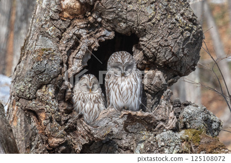 Ezo owl is closed 125108072