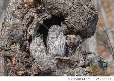 Ezo owl is closed 125108073