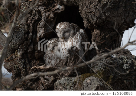 Ezo貓頭鷹關閉 125108095