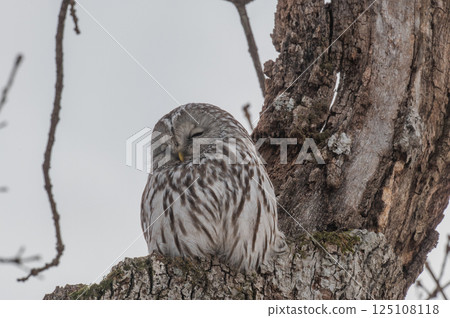 Ezo貓頭鷹關閉 125108118