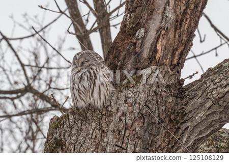 Ezo貓頭鷹關閉 125108129