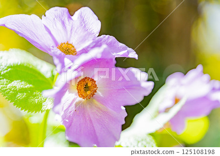 Shirane aoi的花朵 Shirane aoi的花朵 125108198