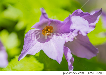 Flowers of Shirane aoi 125108200