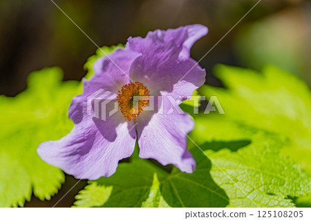 Flowers of Shirane aoi 125108205