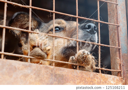 Dog in animal shelter. Homeless sad dog in a cage. Dog in animal shelter. Homeless sad dog in a cage. 125108211