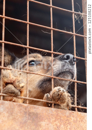 Dog in animal shelter. Homeless sad dog in a cage. 125108212