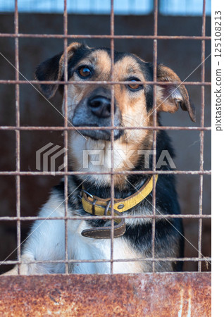 Dog in animal shelter. Homeless sad dog in a cage. Dog in animal shelter. Homeless sad dog in a cage. 125108213