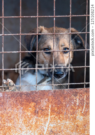 Dog in animal shelter. Homeless sad dog in a cage. Dog in animal shelter. Homeless sad dog in a cage. 125108214
