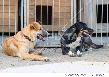 Dog in animal shelter. Homeless sad dog in a cage. Dog in animal shelter. Homeless sad dog in a cage. 125108249