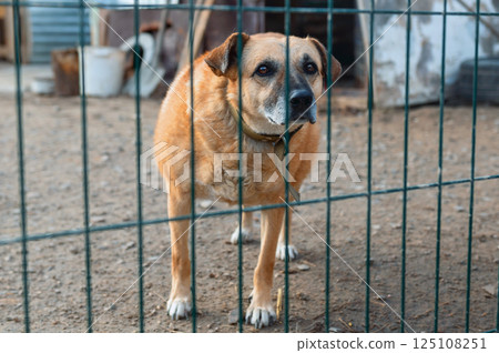 Dog in animal shelter. Homeless sad dog in a cage. Dog in animal shelter. Homeless sad dog in a cage. 125108251