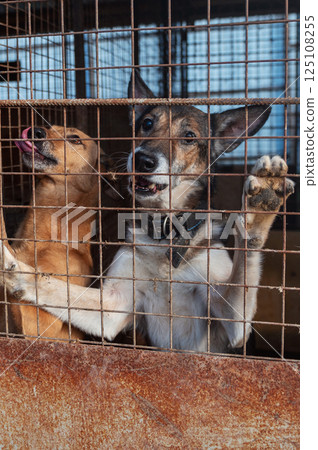 Dog in animal shelter. Homeless sad dog in a cage. 125108255