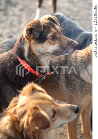 Dog in animal shelter. Homeless sad dog in a cage. 125108266