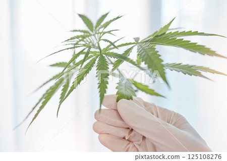 Hand, glove and doctor with marijuana leaf for alternative medicine, healthcare and wellness. Cannabis, plants or organic cbd, healthy thc or hemp medicine in laboratory for legal weed production. 125108276