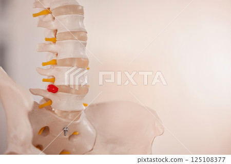 Anatomy, chiropractor and skeleton spine for clinic, hospital and doctors office. Healthcare, medical education and of bones of lower back and pelvis with cause of back pain, injury and problem 125108377