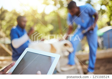 Veterinary, animals and vet with digital tablet in shelter doing check up, examination and taking care of dog. Healthcare, support and medical team working together in animal shelter with technology 125108524