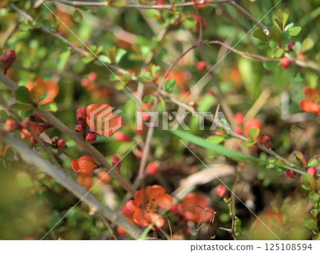 四月開花的橘色植物甜瓜（kusaboke） 125108594