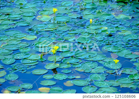 淺草花 淺草花 125108606