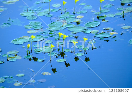 浮鰈花影 125108607