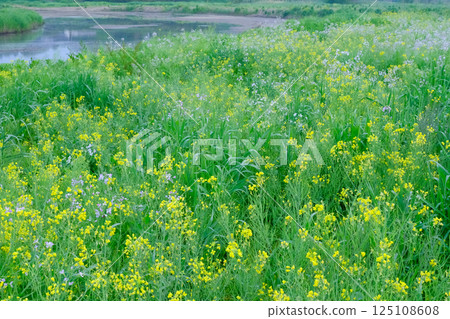在水邊強姦開花 125108608