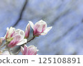 The arrival of spring, magnolia flowers 125108891