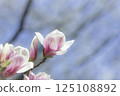 The arrival of spring, magnolia flowers 125108892