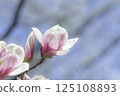 The arrival of spring, magnolia flowers 125108893