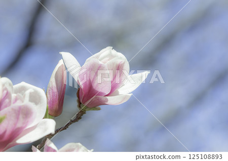 春回大地，玉蘭花開 125108893