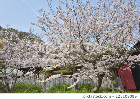 Cherry blossoms at Kitano Tenmangu Shrine 125109099