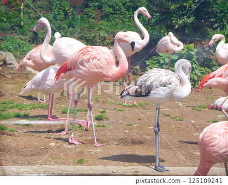 群馬縣桐生丘動物園「火烈鳥」2 群馬縣桐生丘動物園「火烈鳥」2 125109241
