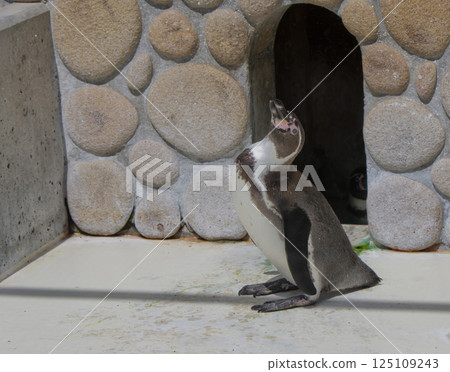 Gunma Prefecture Kiryugaoka Zoo "Humboldt Penguins" 2 125109243
