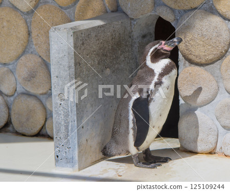 Gunma Prefecture Kiryugaoka Zoo "Humboldt Penguins" 3 125109244