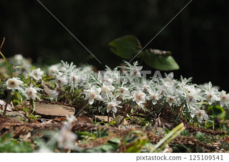 A cluster of spring fairies, Setsubunsou A cluster of spring fairies, Setsubunsou 125109541